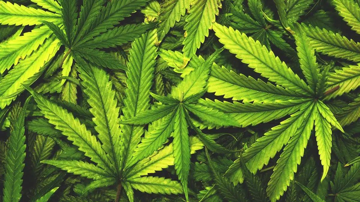 do you last longer when high