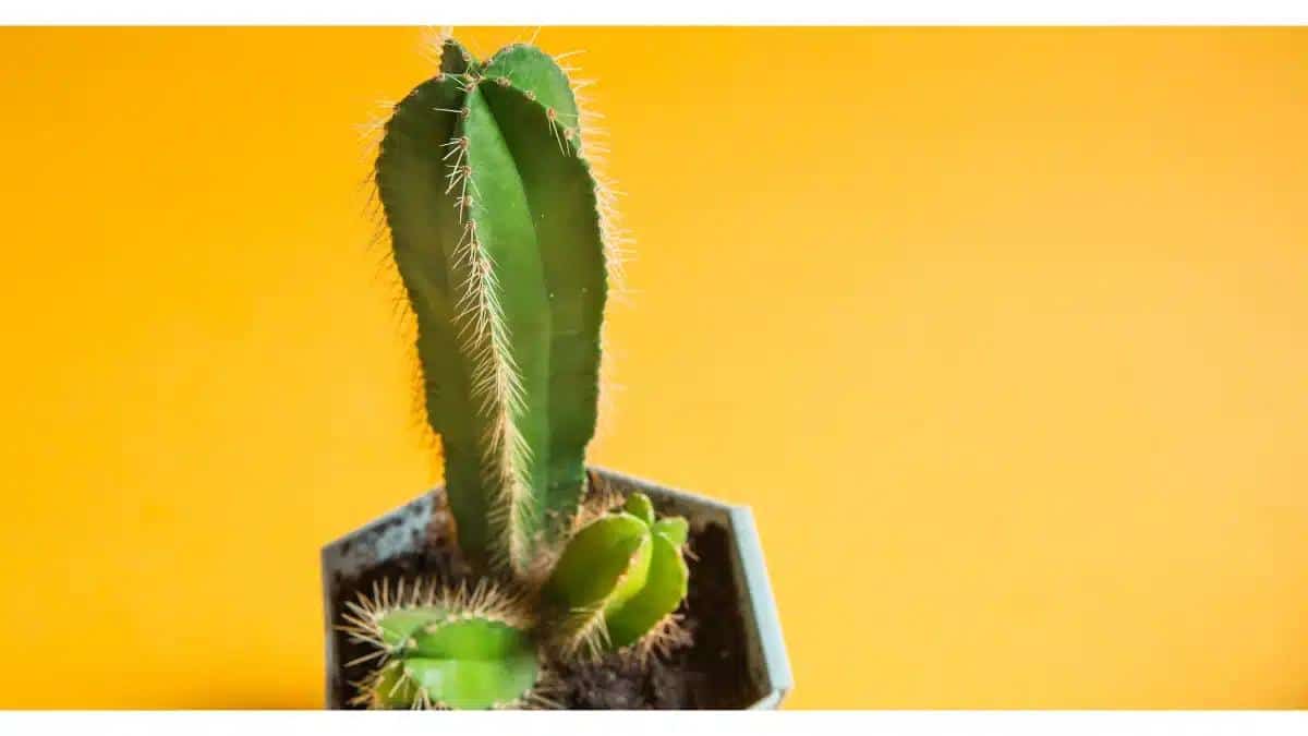 How to Get Hard: Guide for Stronger Erections