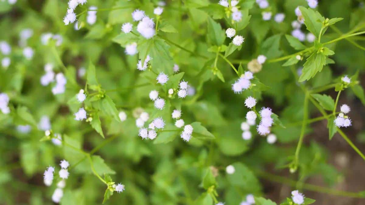is there a natural herb for erectile dysfunction
