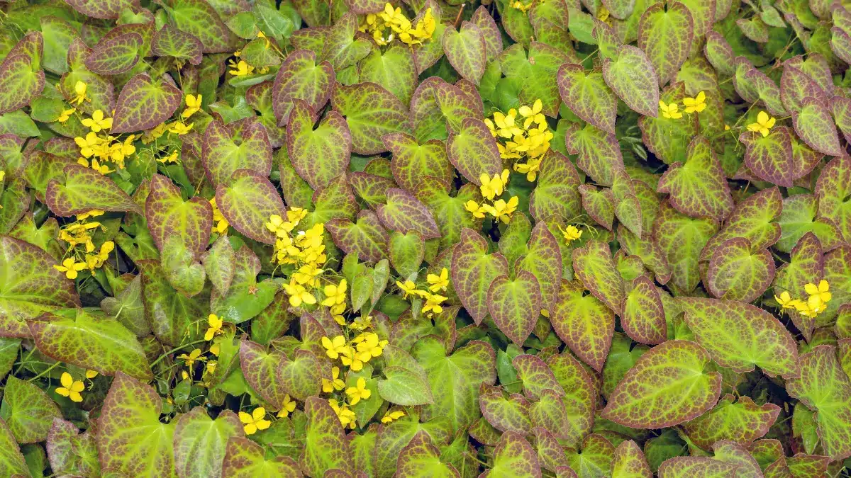 horny goat weed benefits