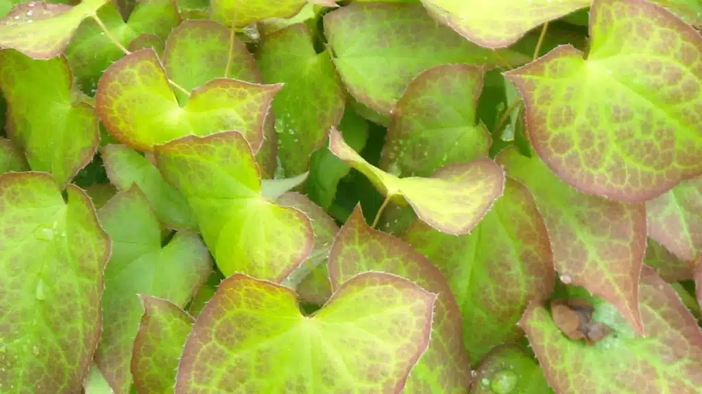 Can Women Take Horny Goat Weed: Understanding the Possibilities