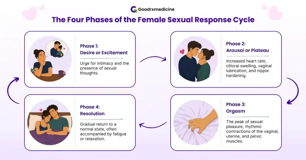 four phases of the sexual response cycle