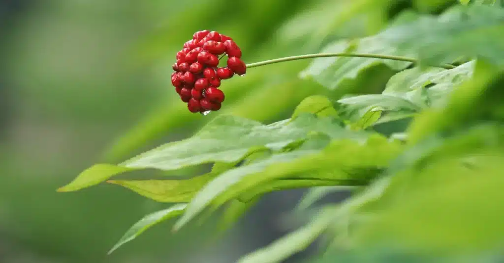red ginseng