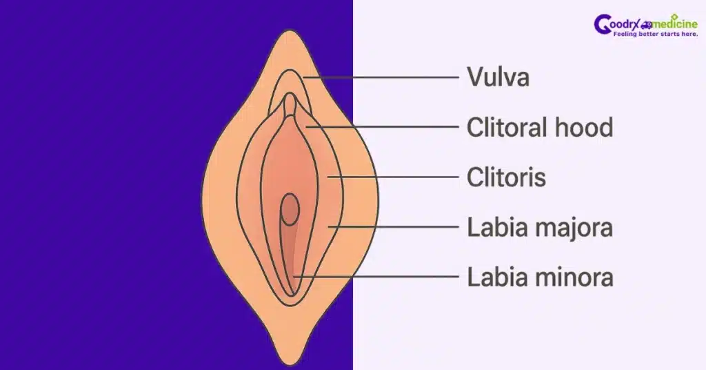 Diagram showing female anatomy with vulva, clitoris, labia, and clitoral hood