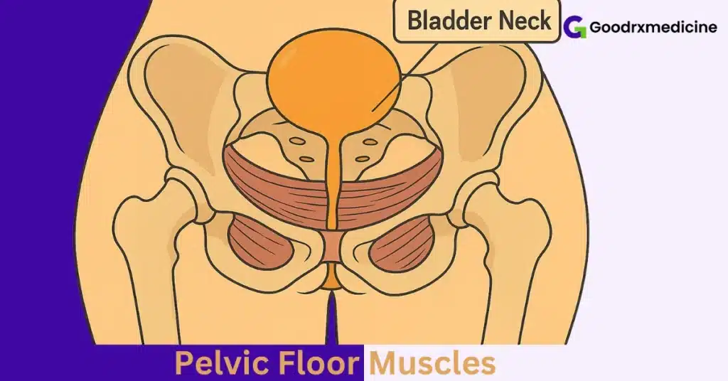 Anatomical diagram showing pelvic floor muscles and bladder neck